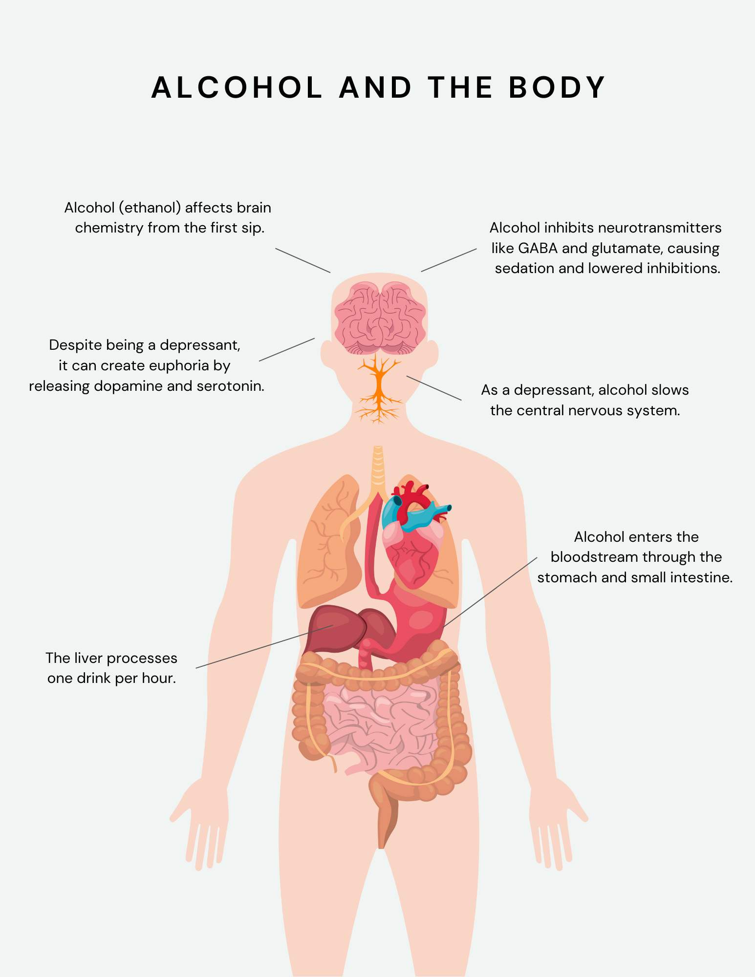 Alcohol and the Body Infographic